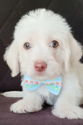 Poodle Toy Mini machinho 