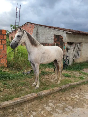 Égua mangalarga 