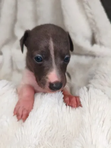 Galgo Italiano