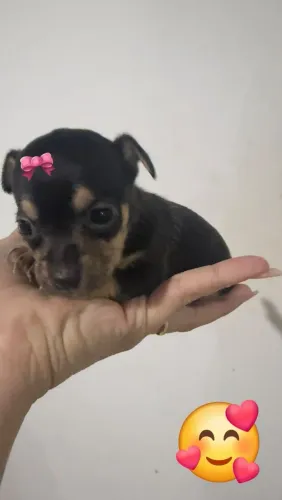 Linda miniatura de pinscher zerinho fêmea entrega imediata 