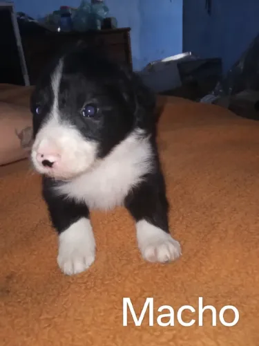 Boder Collie filhotes