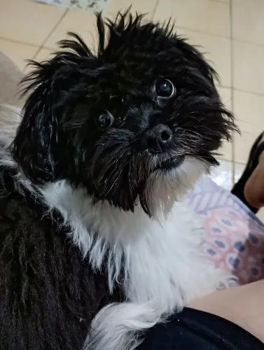 Cachorro