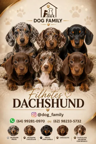 Dachshund - @dog_family.me