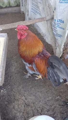 Vende se galo brahma