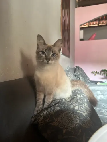 Gata para doação