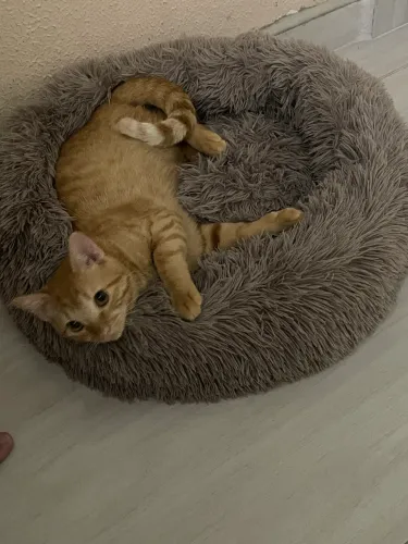 Filhote de gato para doação 