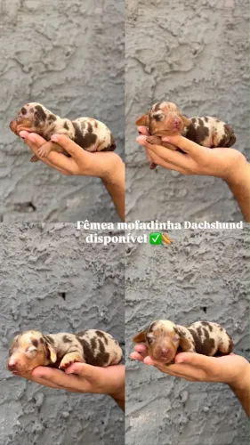 Filhotes de dachshund (salsicha) à venda