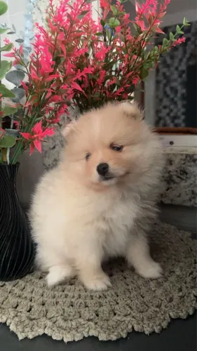 Vendo SPITZ alemão FÊMEA