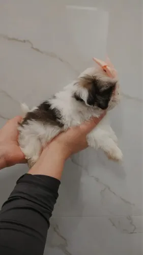 Shitzu Mini