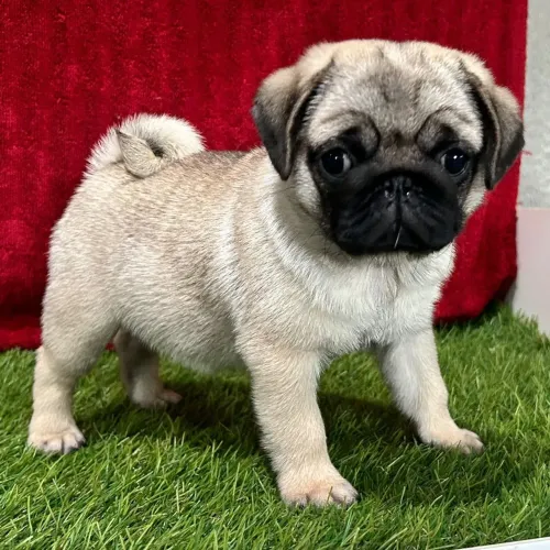 Pug/ Fofura extrema