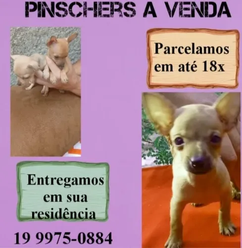 Pinscher mini filhote com ótimo temperamento