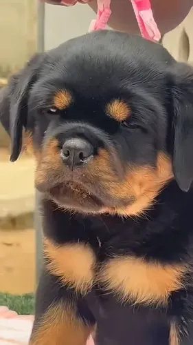 ROTTWEILER - FILHOTES À VENDA