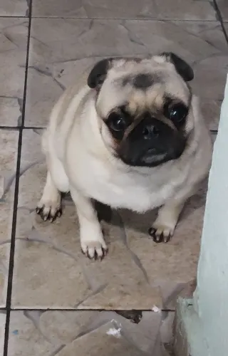 Vende Pug 1 ano e meio 