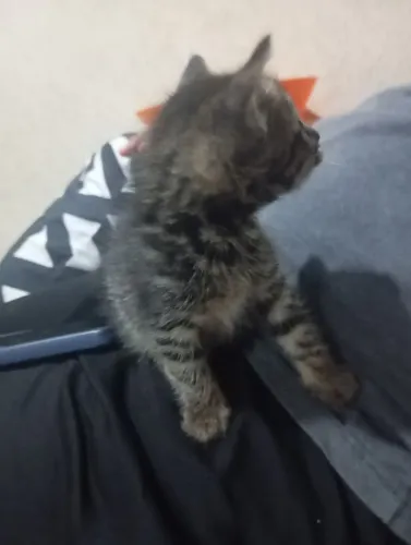 Gatinha pra adoção 