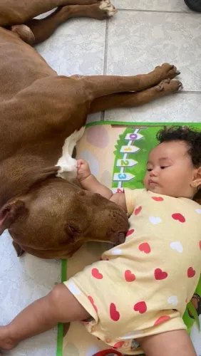 Doando Pitbull 4 anos manso 