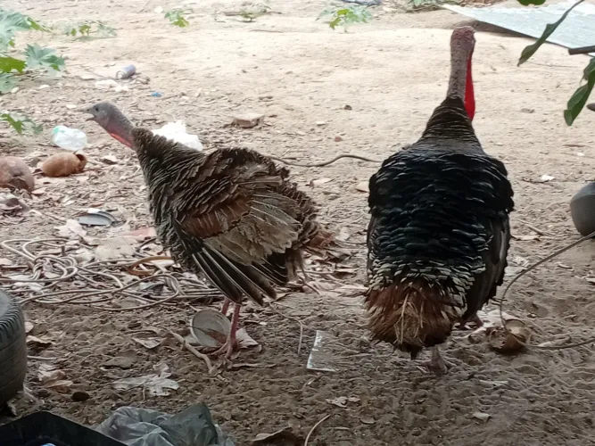Casal de Peru