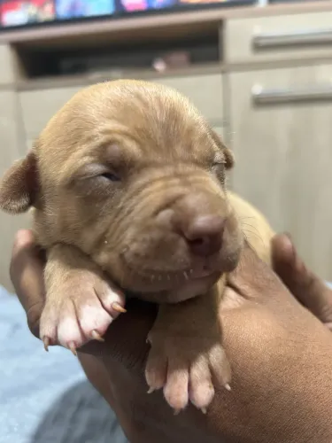 Filhotes de Pitbull disponível