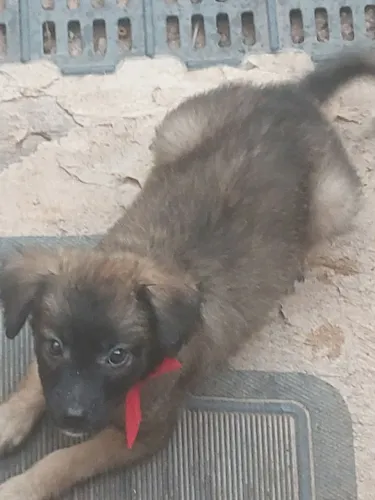 Cachorrinha 