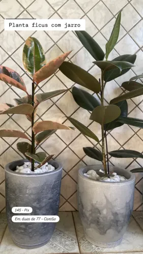 Plantas ambiente interno 