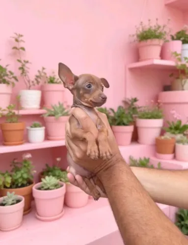 Mini Pinscher encantador