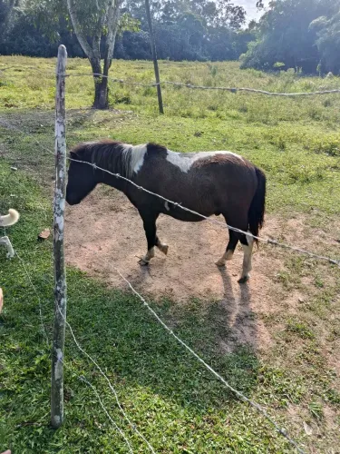 Pônei