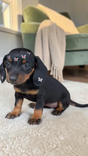Daschund Mini