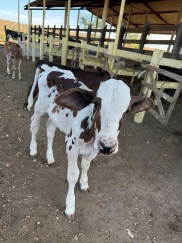Vendo bezerras girolanda