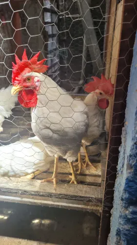 Galo  Legorne a raça conhecida como a rainha dos ovos 