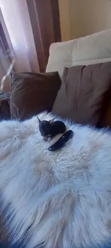 Pinscher Zero Fêmea Linda