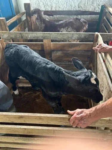 Bezerro girolando recém nascido a venda