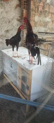 Galos
