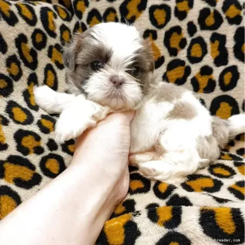 Lindo neném Shih Tzu/ Shitzu legítimo e vacinado filhotes macho e fêmea com pedigree