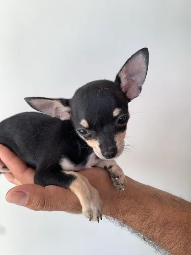 Chihuahua 