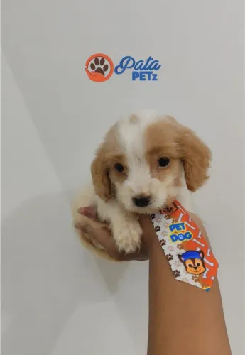 Filhote de Coocker Spaniel Inglês (Leia a descrição)