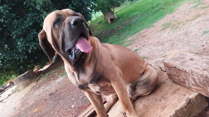 Fila Brasileiro procura namorada