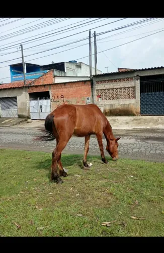 Cavalo petiço