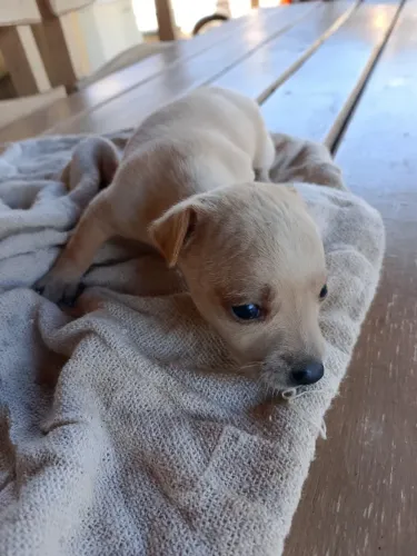 Filhote de pinscher