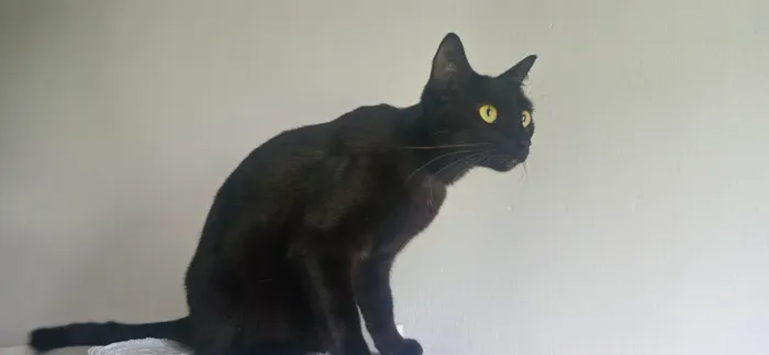 Gatinho preto fêmea