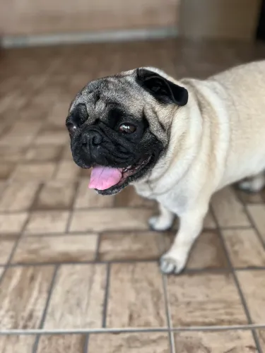 Pug para cobertura 