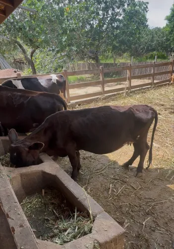 Mini Vacas Prenhas 
