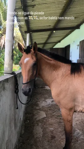 Vende-se égua de picada 