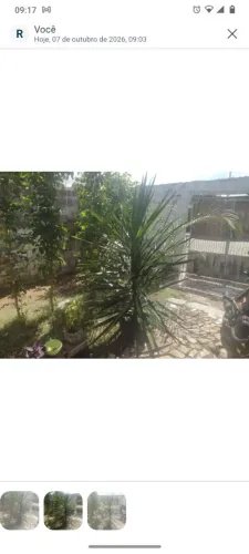 Palmeira e yuca