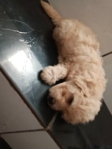 Vende-se cachorrinhos filhotes 2 meses puldo