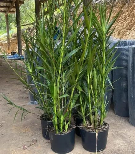 Orquídea bambu 