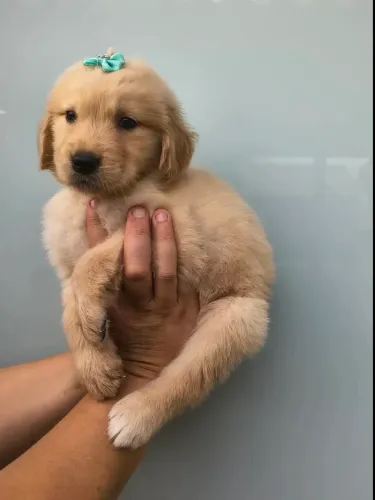 DOA-SE!! cachorra raça golden retriever fêmea