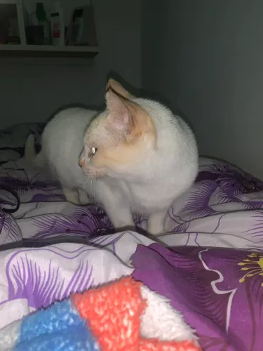 Doação gata fêmea 