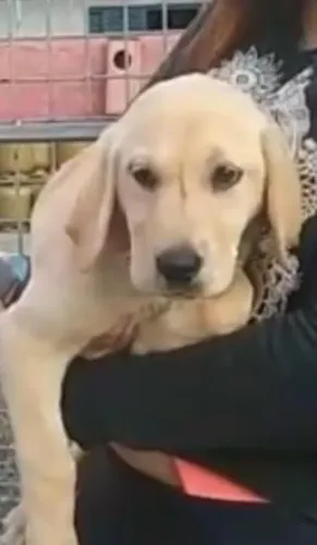 Labrador lindo e muito brincalhao