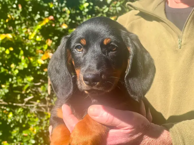 Daschund Preto e canela _ Filhote com a saúde impecável