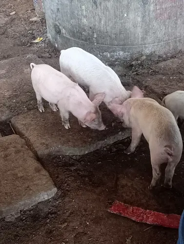 Vendo leitões