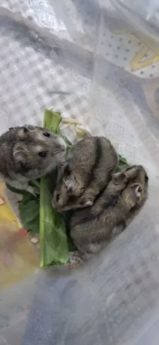Hamster chines